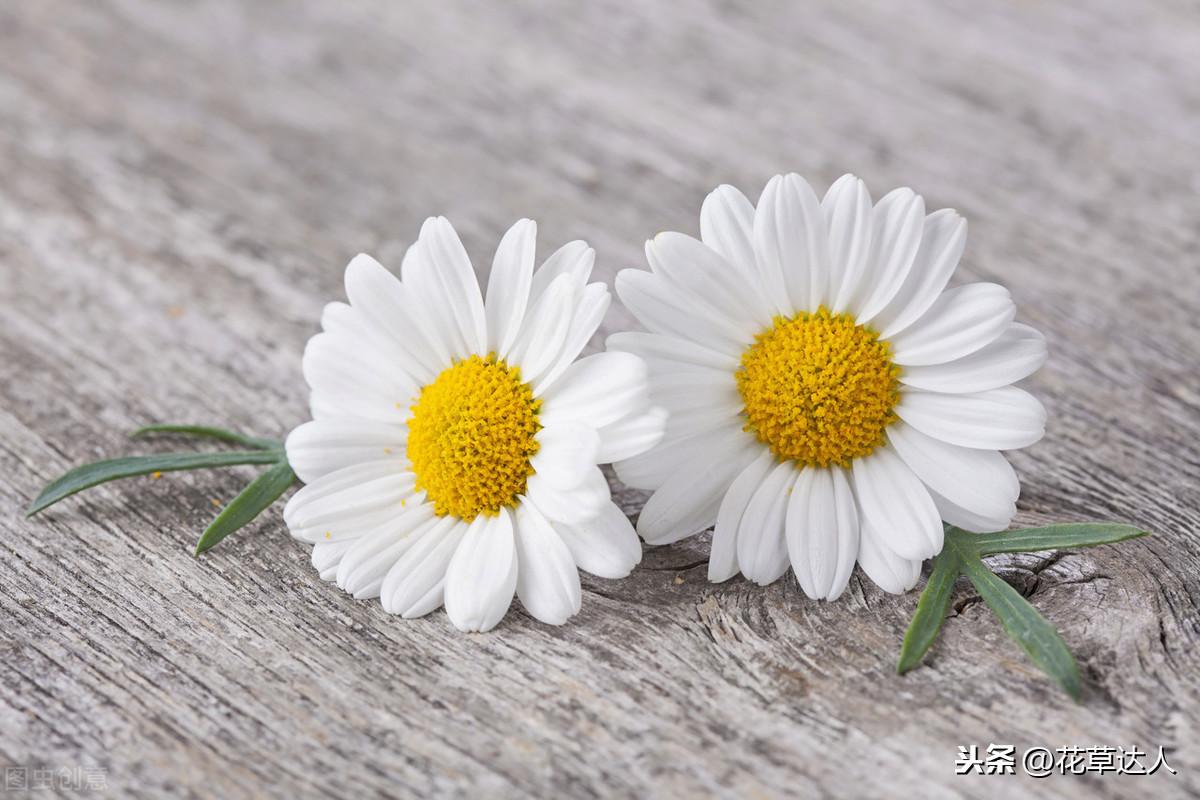 小雏菊怎么养在水里好
