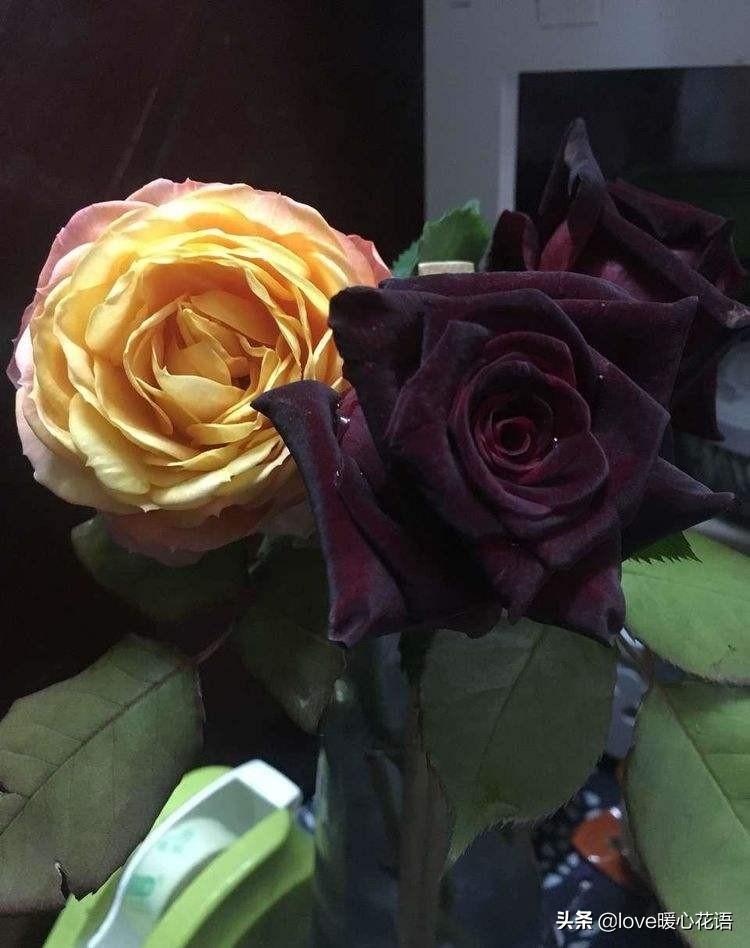 月季花语是什么