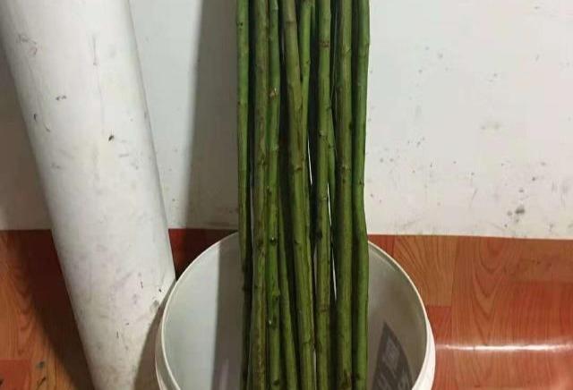 月季嫁接时间和方法