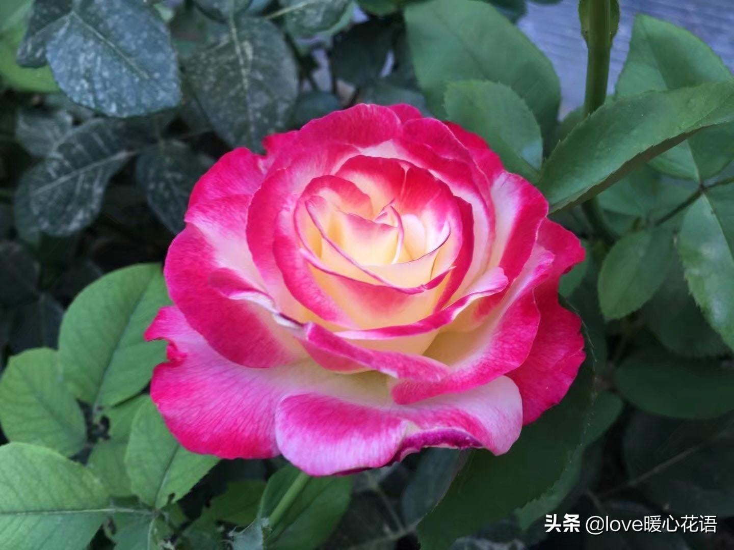 月季花语是什么