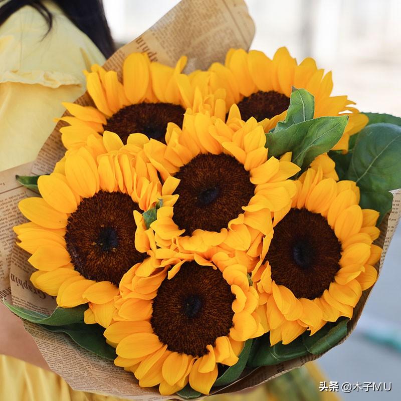 向日葵花语是什么