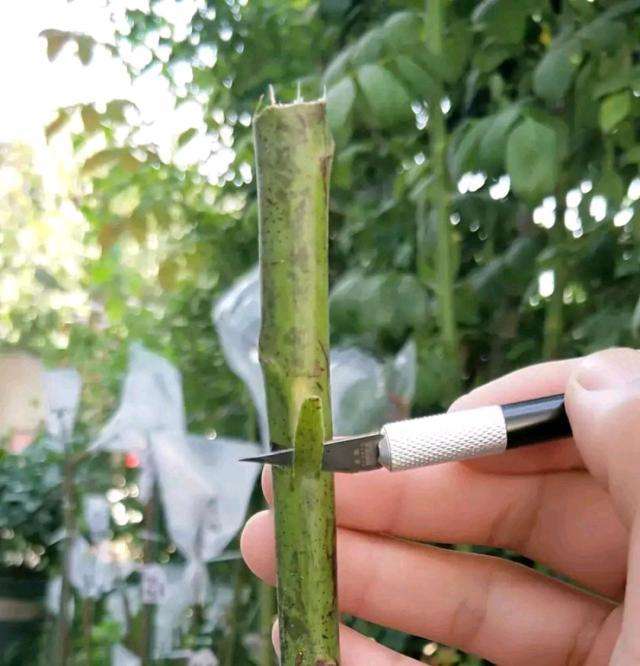 月季嫁接时间和方法