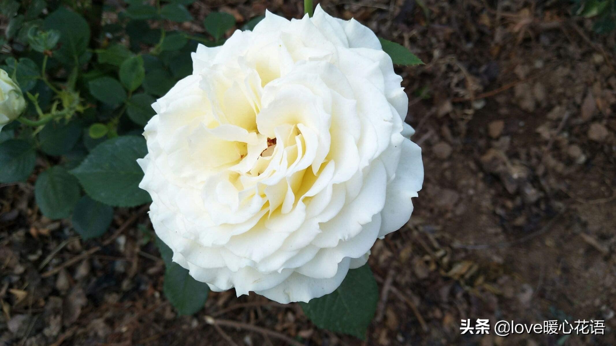 月季花语是什么
