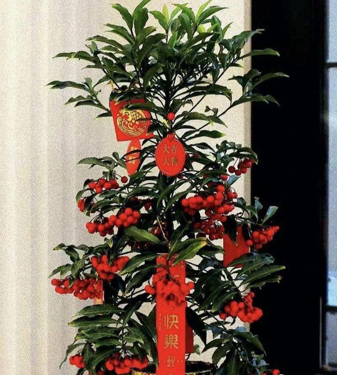 10月份种什么花最好看