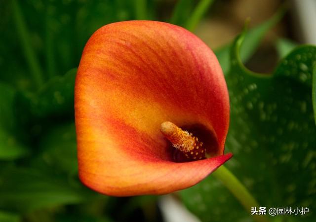 马蹄莲的花语和寓意
