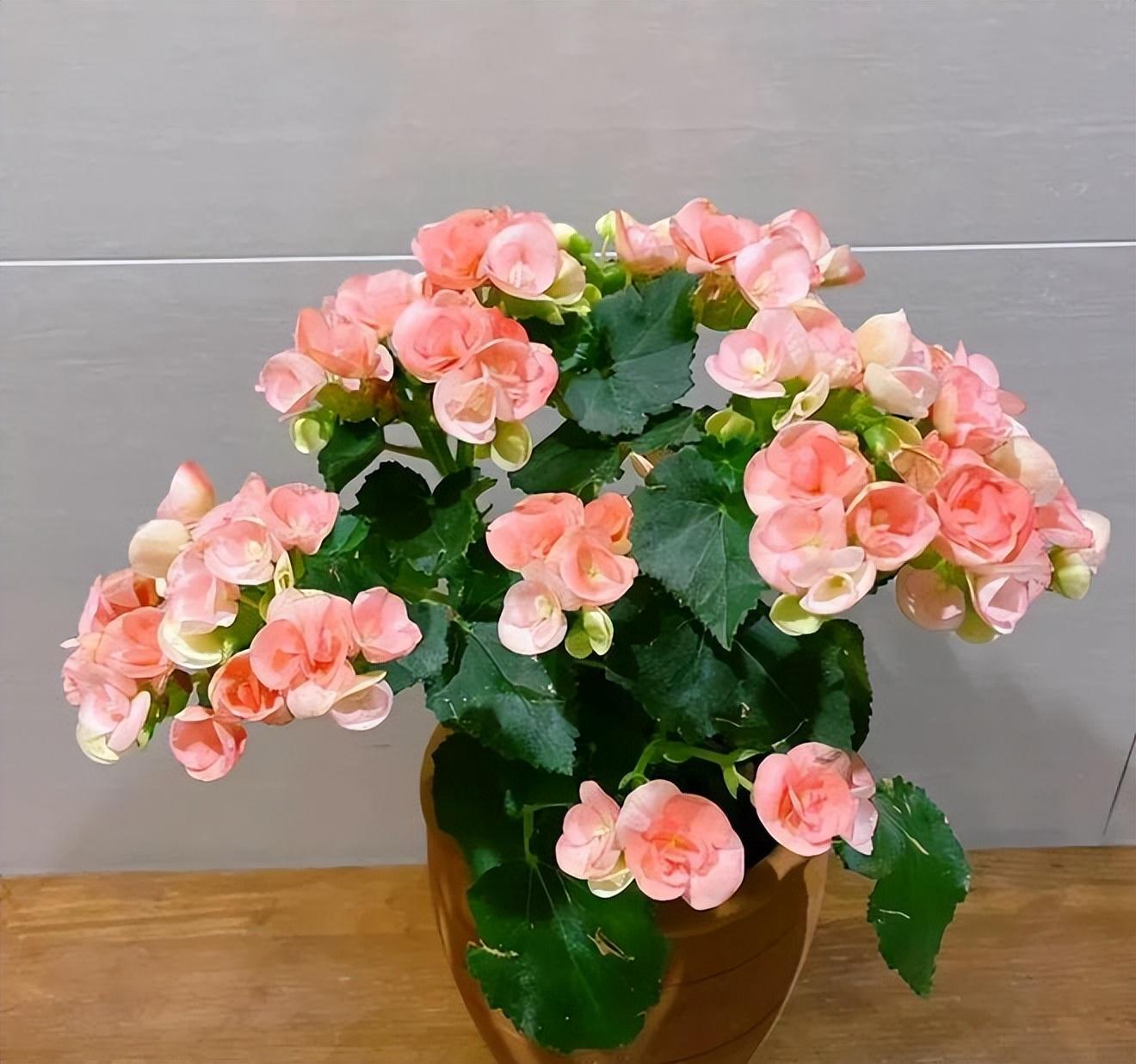 10月份种什么花最好看