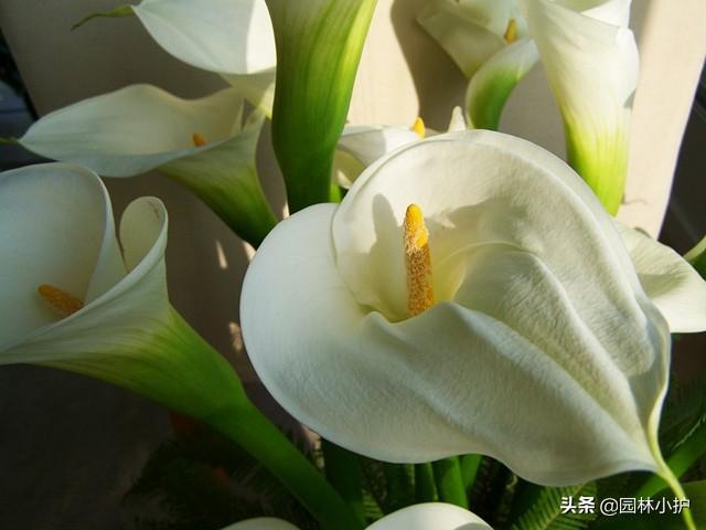 马蹄莲的花语和寓意