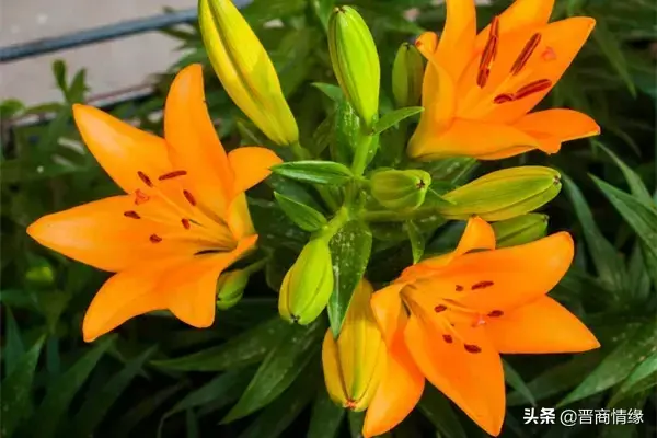 送百合花几朵各代表什么