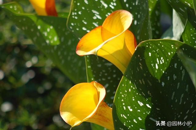 马蹄莲的花语和寓意