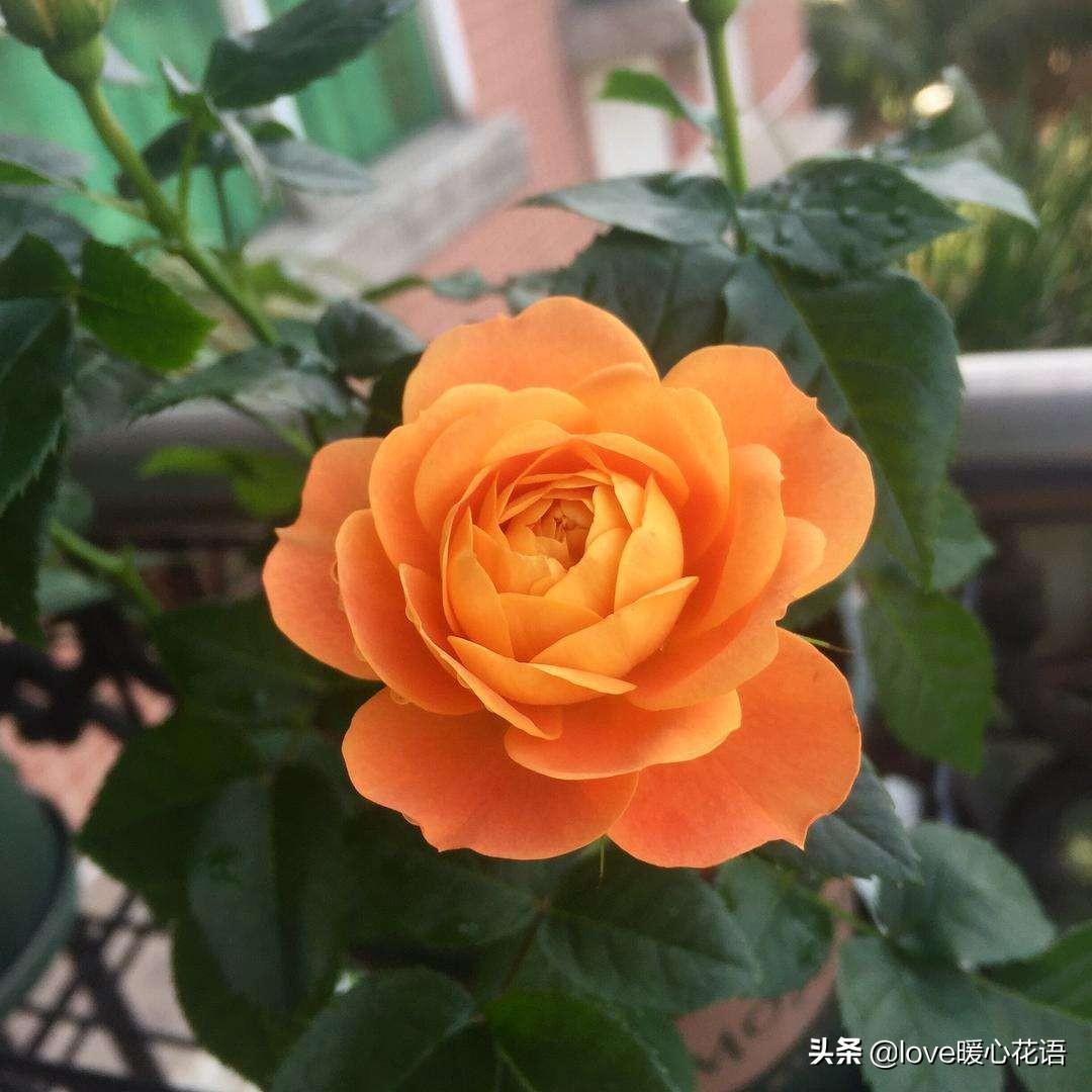 月季花语是什么