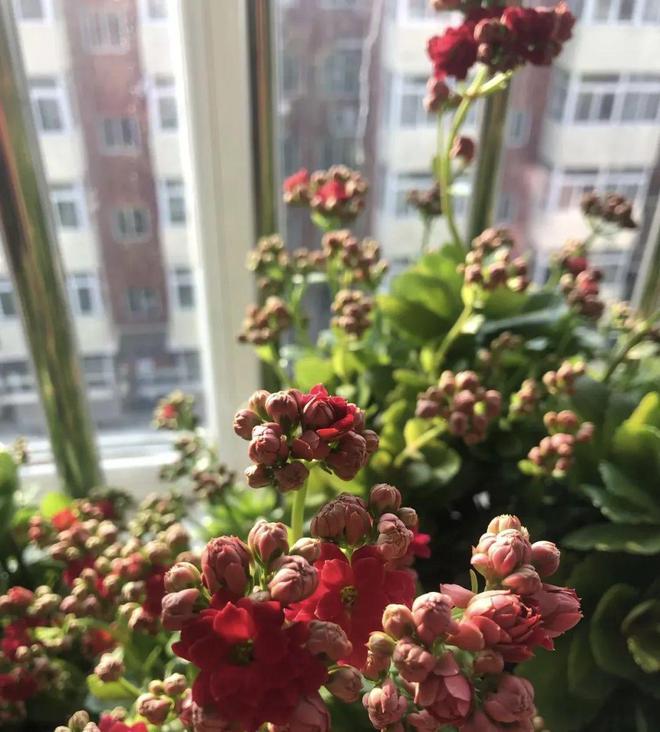 10月份种什么花最好看