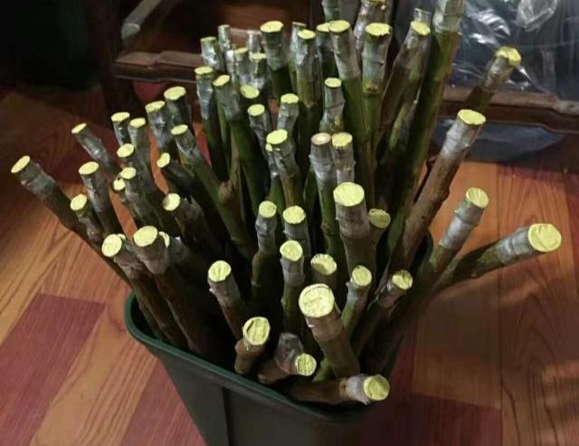 月季嫁接时间和方法