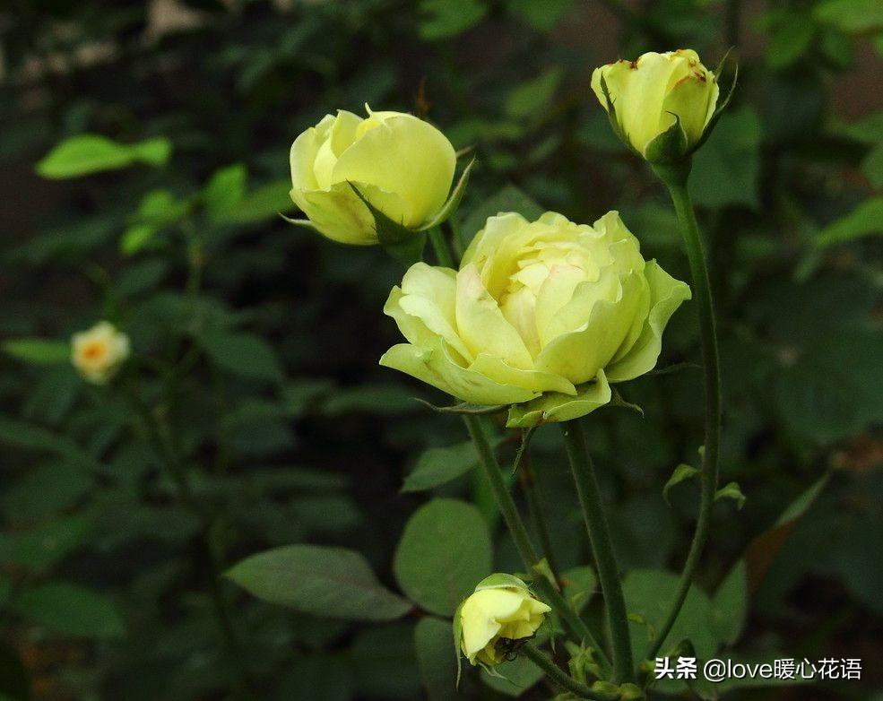 月季花语是什么