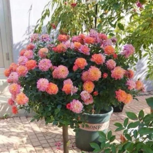 月季嫁接时间和方法