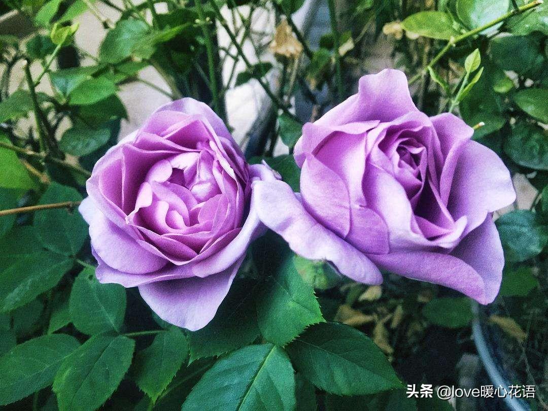 月季花语是什么