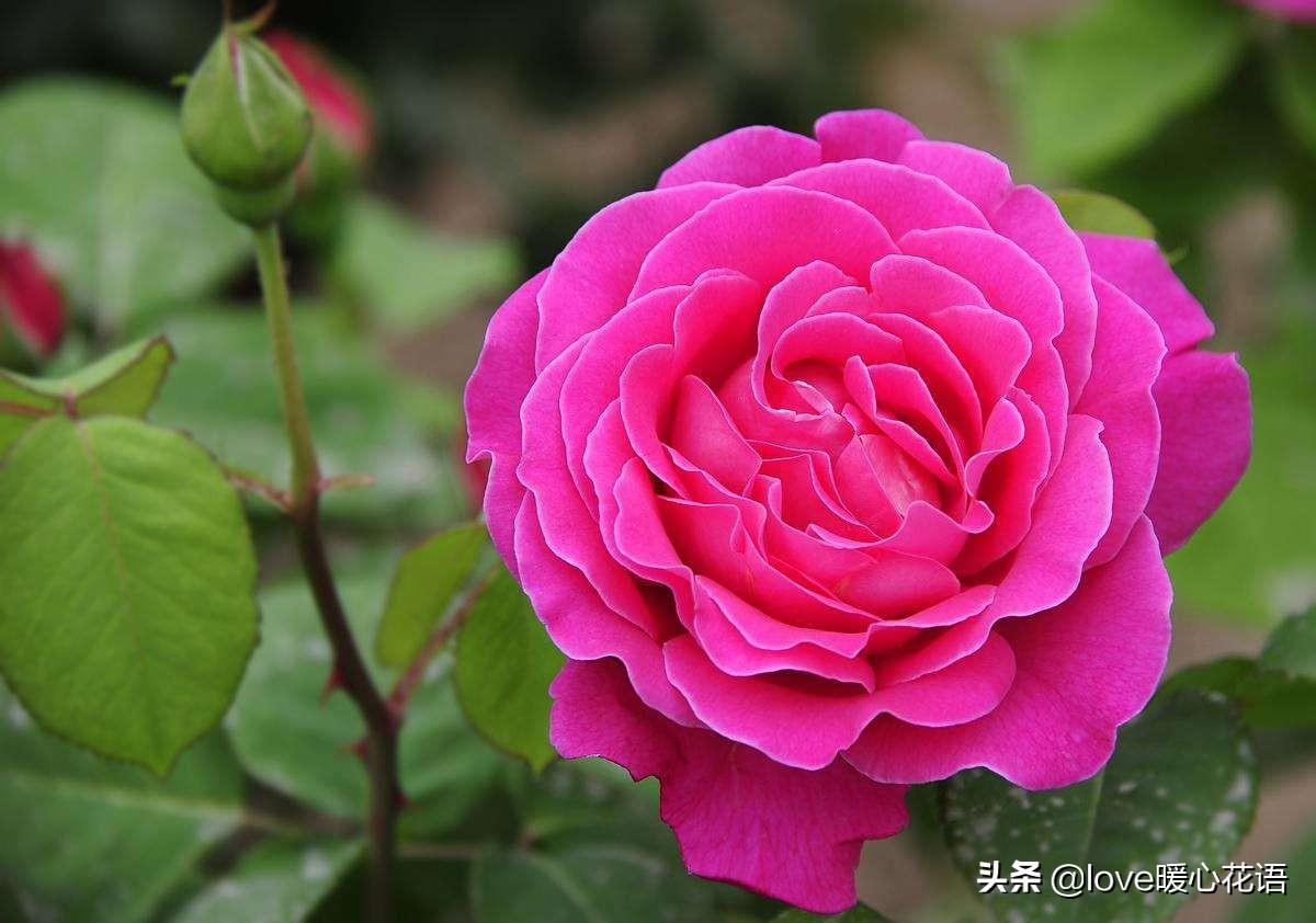 月季花语是什么