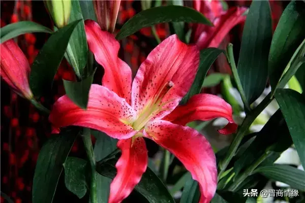 送百合花几朵各代表什么