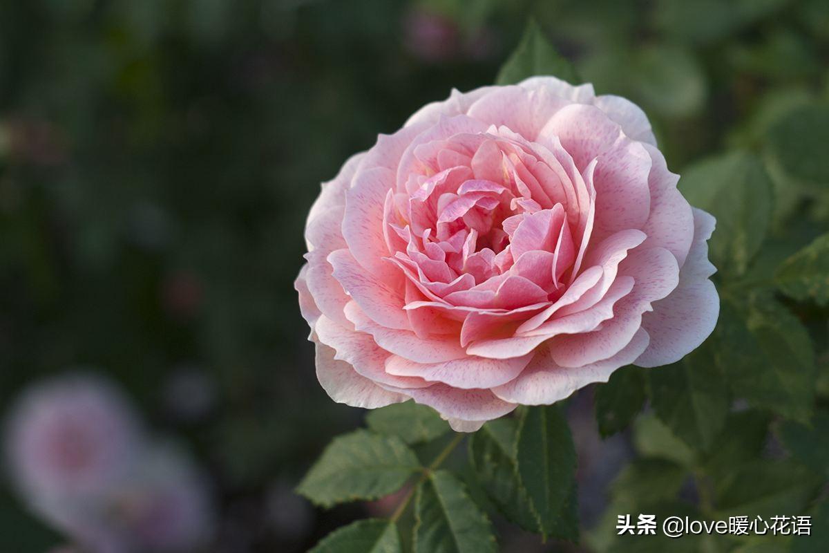 月季花语是什么