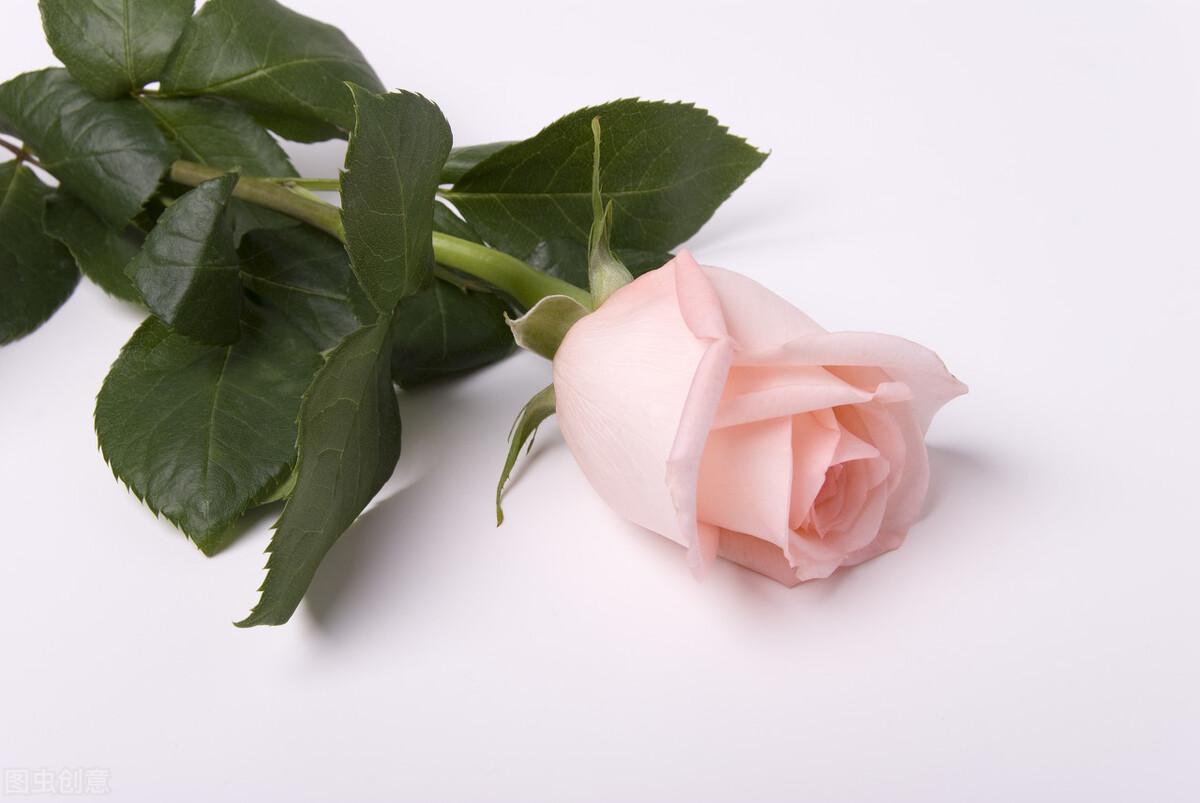 粉色玫瑰花语是什么意思