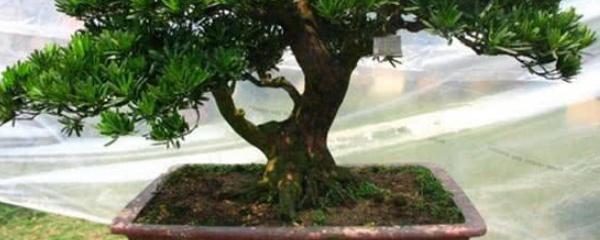 短叶罗汉松的养殖方法有哪些
