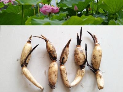荷花的种植时间和方法