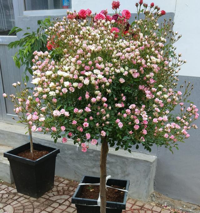 月季嫁接时间和方法