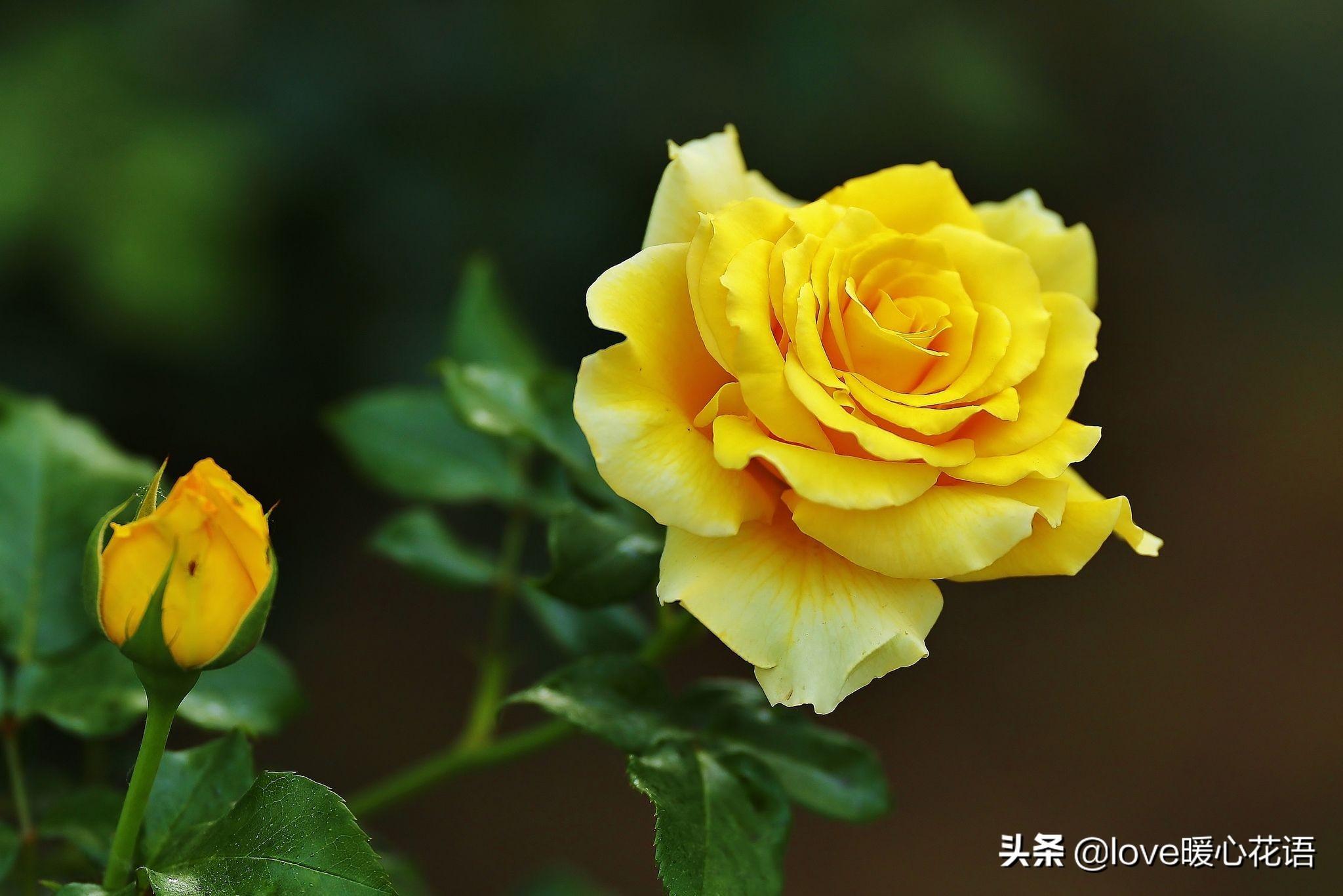 月季花语是什么