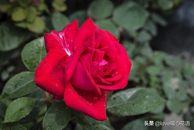 月季花语是什么