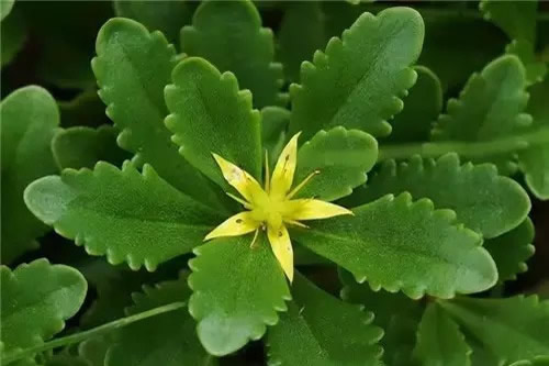 多头小菊的种植方法