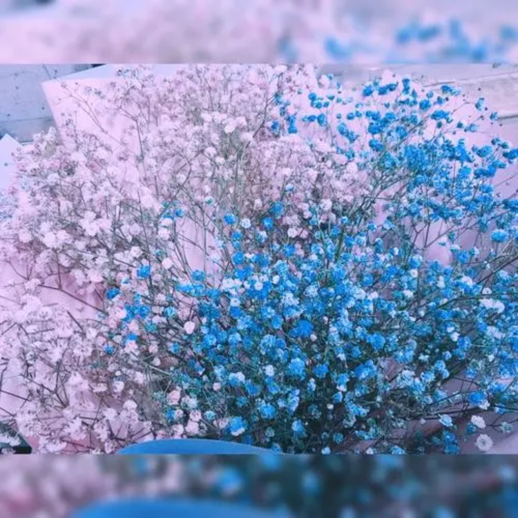 满天星花花语 满天星花传说