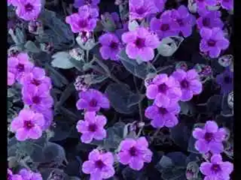 紫色紫罗兰花语是什么?