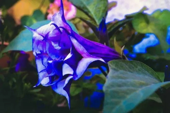 蓝色曼陀罗花语