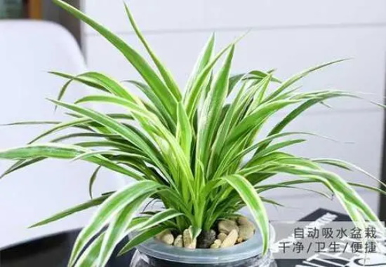 金边吊兰花语