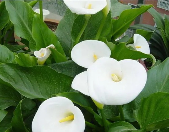 白色马蹄莲花语及其故事