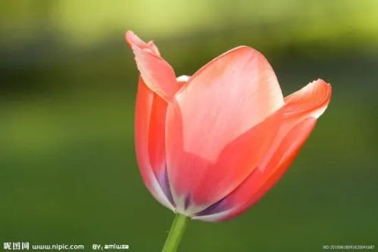 野生郁金香花语贞操