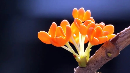 秋天花卉有哪些 花语是什么？