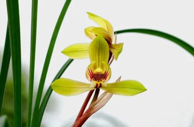 各种兰花花语大全