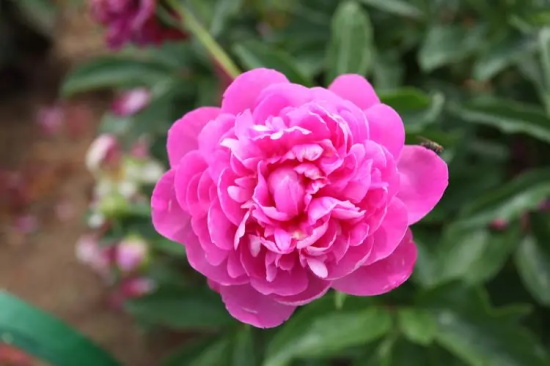 芍药花语是什么 有哪些含义？