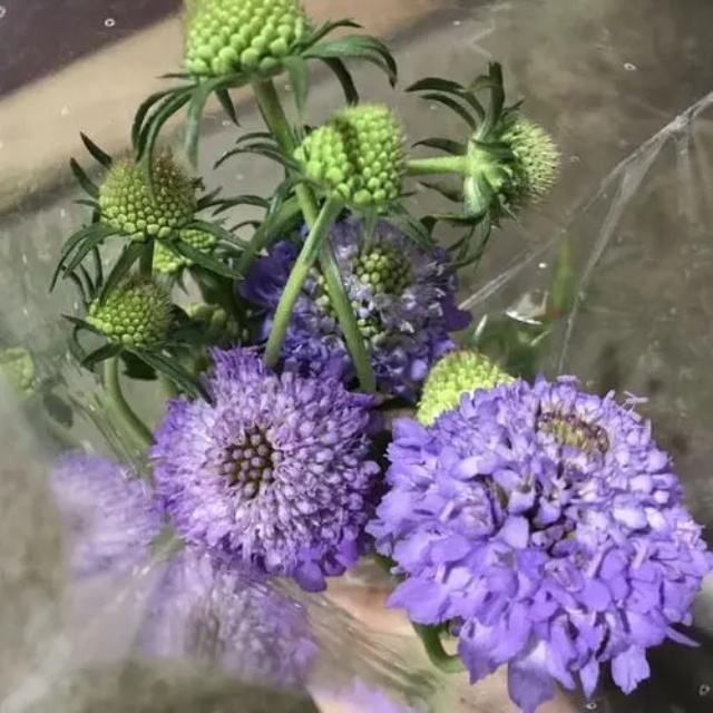 松虫草花语是什么？