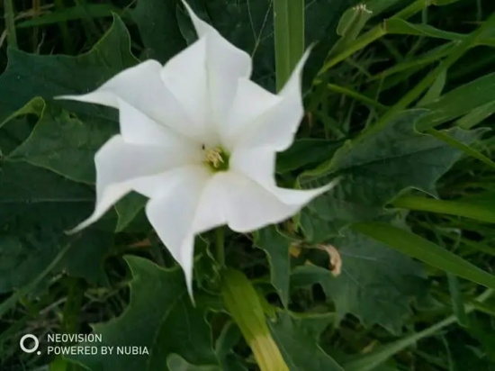 白色曼陀罗花语是什么？