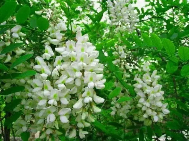 槐花花语象征着什么意义