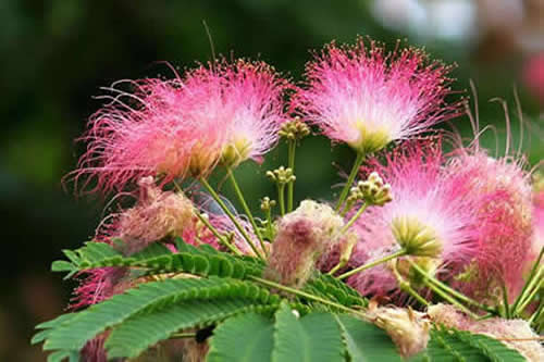 刚买回的栀子花裸根苗怎么处理 刚从花市买回来的栀子花怎么处理