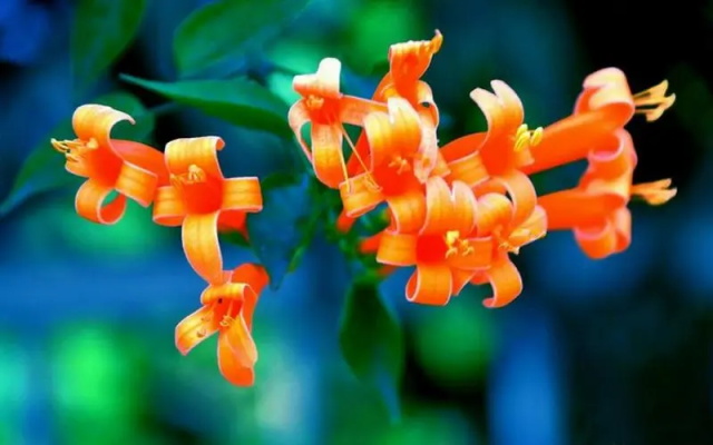 炮仗花花语象征着喜庆吗？