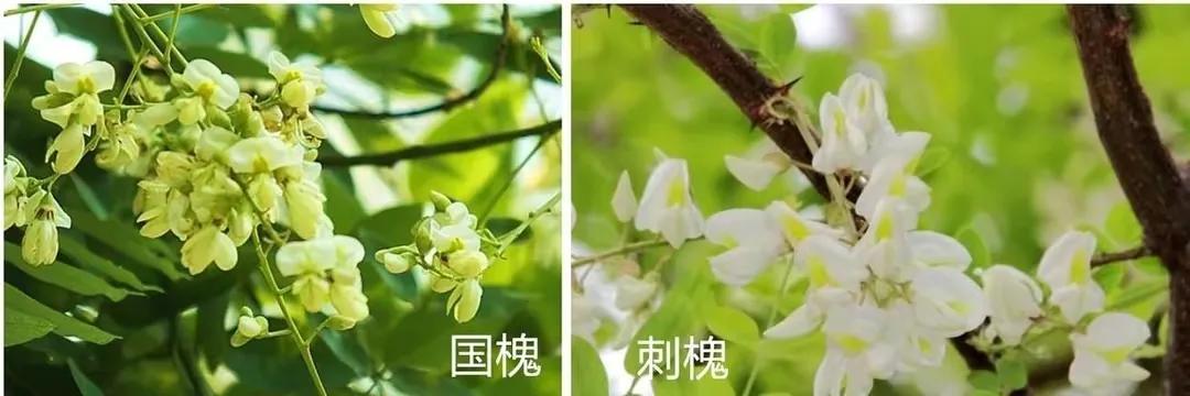 槐花什么时候开花的(家槐和洋槐的区别)