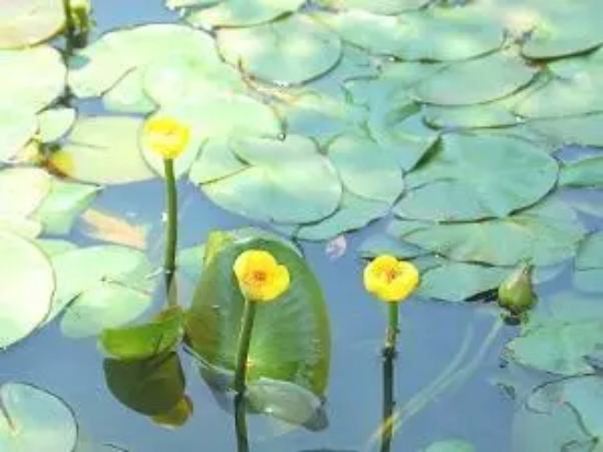 各种花的花语：萍蓬草的花语