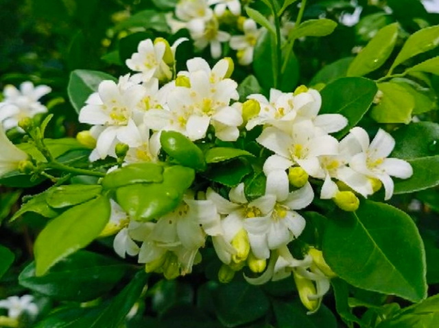 夜来香的花语 夜来香的传说