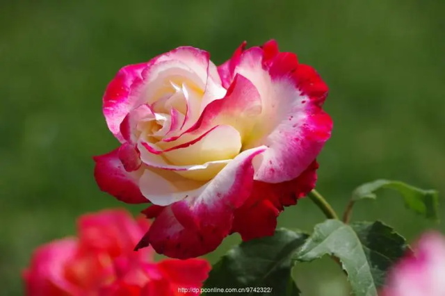 月季花花语是什么？