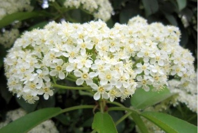 石楠花的花语是什么