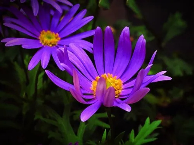 紫菀花语 紫菀的传说