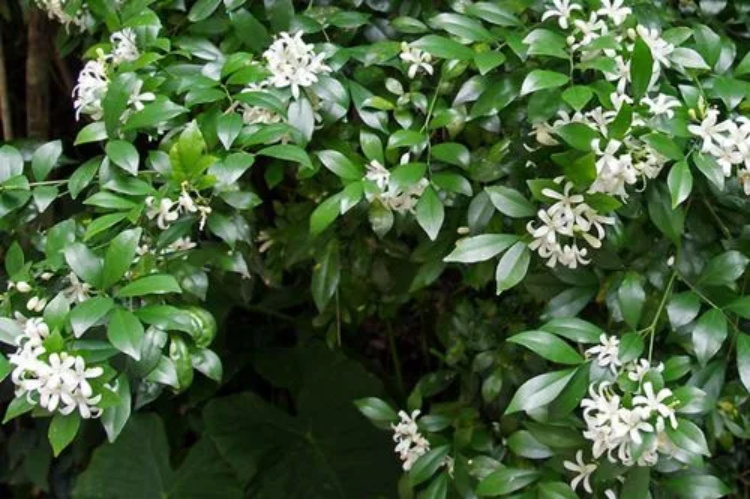 七里香花语是什么?